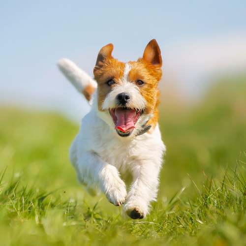 Pet hair - Finding a Robot Vacuum