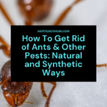 How To Get Rid Of Ants Naturally - HappyCozyHouse