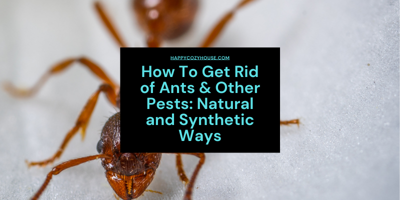 How To Get Rid Of Ants Naturally - HappyCozyHouse